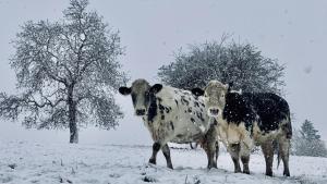 two cows standing in a snow covered field at Griffin Inn Irnham in Irnham