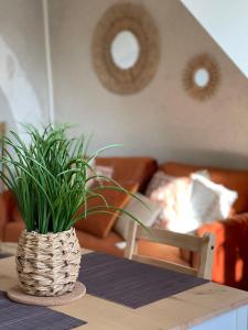 une plante assise sur une table dans un salon dans l'établissement Le Gîte des Rochettes, 600m à pied du Zoo de Beauval, à Saint-Aignan