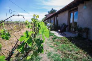 Zdjęcie z galerii obiektu Hotel de Tierra Viñedo y Spa - Aeropuerto Querétaro w mieście San Vicente