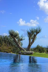 two trees on the shore of a body of water at La Casazza - Country House in Rosolini