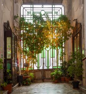 een kamer met een groot raam en een bos planten bij B&B Residenza Via Dei Mille in Napels