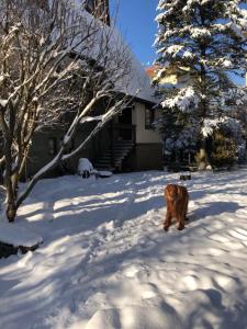 ザコパネにあるApartament Chata Tomaの家の前の雪遊び犬