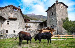 two cows grazing in a field in front of a castle at Povillus - Dimora Medievale in Quart