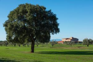 a tree in a field with a house in the background at Riva Toscana Golf Resort & SPA in Follonica