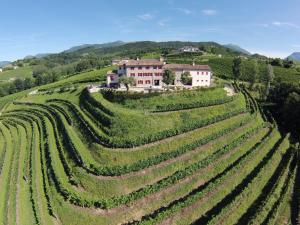a house on a hill next to a vineyard at Agriturismo Althea in Vittorio Veneto
