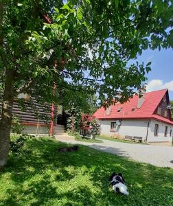 a dog laying in the grass in front of a building at Leśne Berdo 4 in Wetlina