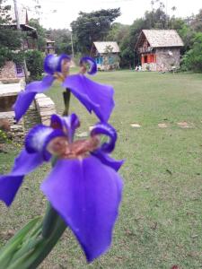 un primer plano de una flor púrpura en un campo en Repouso Sol, en São Thomé das Letras