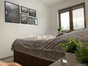 a bedroom with a bed and pictures on the wall at Apartament Jelonek w Karkonoszach in Jelenia Góra