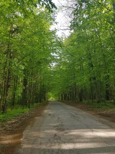 une route vide avec des arbres de chaque côté dans l'établissement Serce Nieznanego Boru, à Lipiny