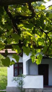 a white building with a window and a tree at Pridvorul lui Viorel in Proviţa de Sus