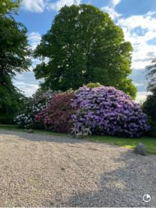 ポータダウンにあるLittle Woodbankの公園内の紫花の大茂