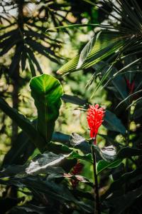 صورة لـ La Palapa Hut Nature Hostel في بويرتو خيمينيز