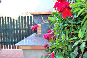 un arbusto con flores rojas junto a una valla en Coqueta casita de 2 habitaciones, en La Manga del Mar Menor