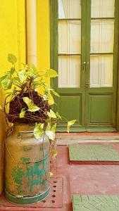 a plant in a pot in front of a door at Casa Calma in Colonia del Sacramento