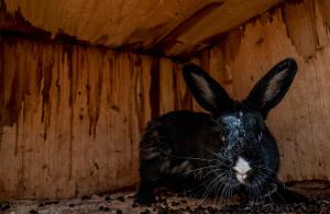 un conejo negro está sentado en un granero en Honzarhof, en Längenfeld