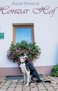 un perro sentado frente a un edificio con flores en Honzarhof, en Längenfeld