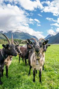 una manada de cabras en un campo de hierba en Honzarhof, en Längenfeld