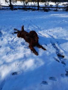 un perro tirado en su espalda en la nieve en Tenuta degli Angeli Rossi, en Asti