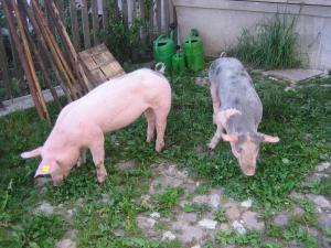 Zvieratá na farme alebo blízkom okolí