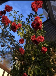 un ramo de rosas rojas en un jarrón en COMME UNE MAISON, duplex terrasse hypercentre de Trouville, en Trouville-sur-Mer