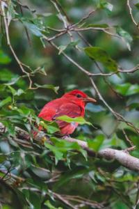 a red bird sitting on a tree branch at Chosa Manglar Nature Suites in Puerto Jiménez