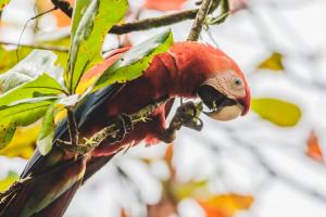 ein roter Papagei auf einem Ast in der Unterkunft La Palapa Hut Nature Hostel in Puerto Jiménez