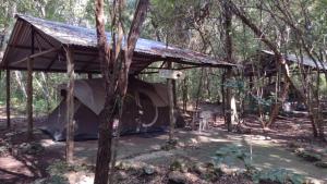 Gallery image of Campamento Yaax Che en Calakmul in Conhuas