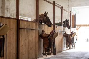 Animales en la estadía rural o alrededores