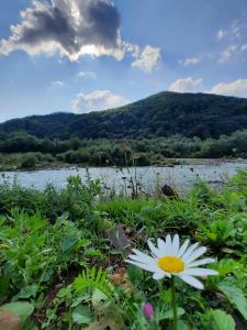 eine Blume im Gras neben einem Fluss in der Unterkunft Villa Opir in Skole