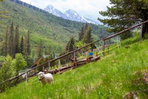 una oveja parada en una colina en un campo en Goralturist, en Ždiar