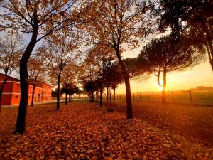 a group of trees in a park with leaves on the ground at Agriturismo Fondo Gioconda in Marcon