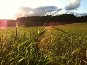 オストシツェにあるBea Hiveの太陽を背景に高い草原