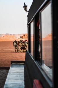 a train with a group of animals walking in the desert at Desert shine camp in Wadi Rum