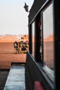 Un tren con un grupo de animales caminando por el desierto. en Desert shine camp, en Wadi Rum