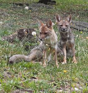 Animales en el chalet de montaña o alrededores