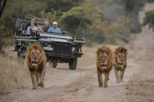 a group of lions walking down a road with a jeep at Khaya Ndlovu Safari Manor in Hoedspruit