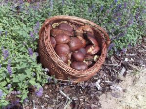 a basket full of onions in a garden at Ferienhaus _ Sonnenschein in Gülden