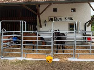 un cavallo che si trova all'interno di un cancello di fronte a un edificio di Au Cheval Blanc ad Asuel