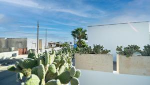 a row of cactus plants on the side of a building at Villetta Bianca by Salento Affitti in Torre San Giovanni Ugento