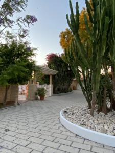 a cactus in a pot on a brick patio at Nostrana Village Apartments in Koskinou +59 photos