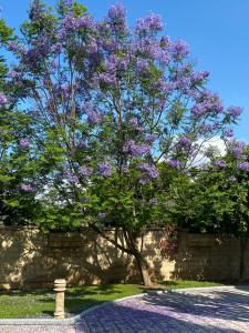 a tree with purple flowers on it next to a wall at Nostrana Village Apartments in Koskinou