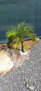 Fotografie z fotogalerie ubytování Mini-villa entre montagne et mer v destinaci Goyave