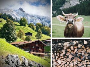 een collage van foto's van een koe en een huis bij Berglodge Ascharina in Sankt Antönien