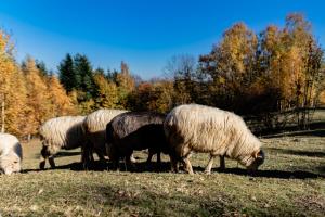 Zvieratá v rezorte alebo blízkom okolí