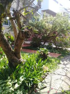 a garden with a tree and some plants at Hostel Nossa Casa in Florianópolis +36 photos