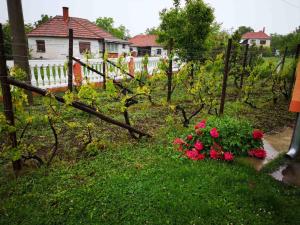 Giardino di Apartmani Čalane