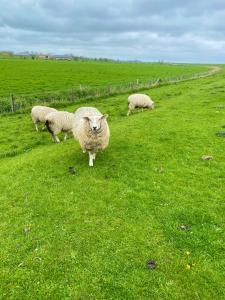 a group of sheep grazing in a grassy field at Ferienwohnung Südhoff in Horumersiel