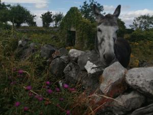 a horse standing next to a pile of rocks at Puffin rooms in Lisdoonvarna