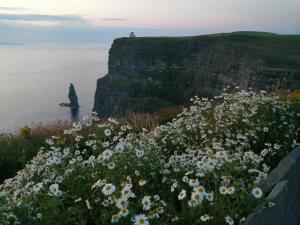 a field of flowers on a cliff near the ocean at Puffin rooms in Lisdoonvarna