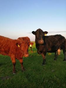 three cows standing in a field of grass at Puffin rooms in Lisdoonvarna